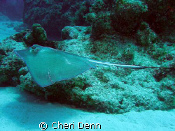 This was taken on a Nekton Pilot dive site known as Hawks... by Cheri Denn 